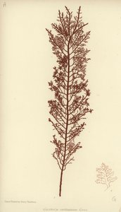 British Sea-Weed